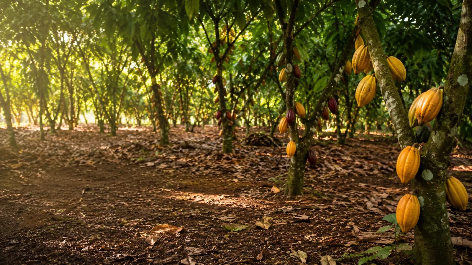 Plantation de cacao au Sud-Cameroun, cabosses mûres sous le feuillage
